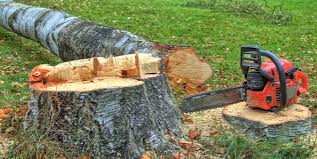 Best Tree and Shrub Care  in Hendron, KY