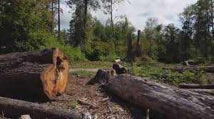 Best Tree Risk Assessment  in Hendron, KY