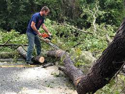 How Our Tree Care Process Works  in  Hendron, KY
