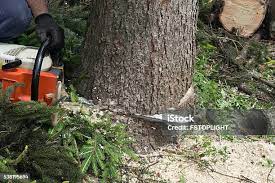 Tree and Shrub Care in Hendron, KY