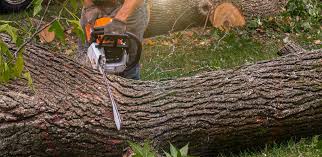 Best Emergency Tree Removal  in Hendron, KY