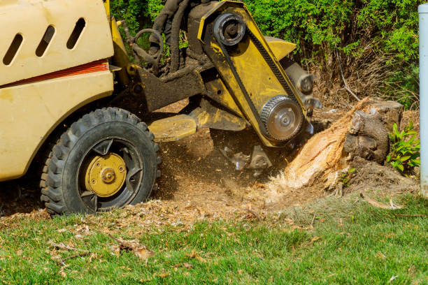 Best Tree Health Inspection  in Hendron, KY