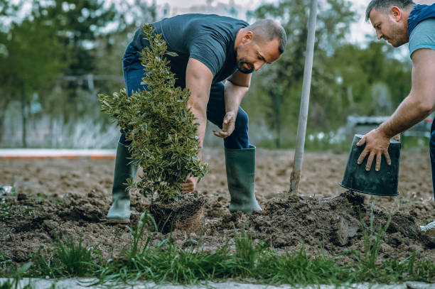 Best Sod Installation  in Hendron, KY