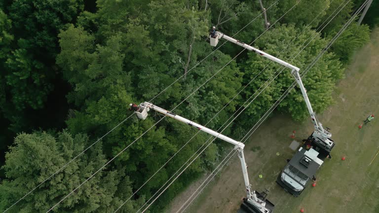 Best Commercial Tree Services  in Hendron, KY