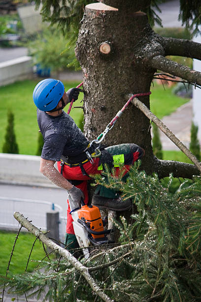 Best Arborist Consultation Services  in Hendron, KY