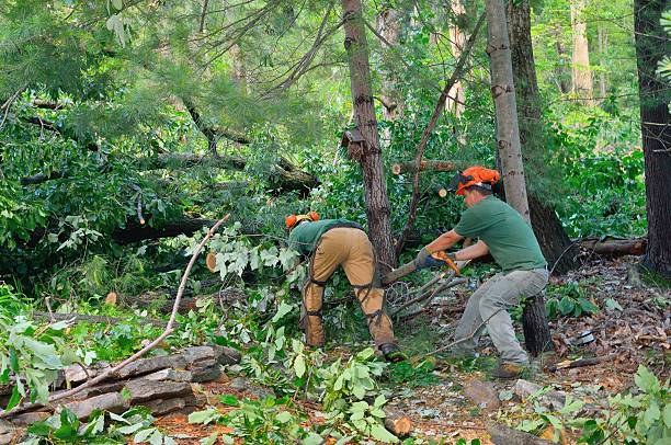 Best Tree Disease Treatment  in Hendron, KY