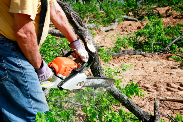 Best Lawn Renovation and Restoration  in Hendron, KY